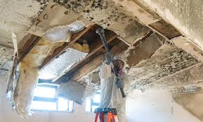 Asbestos and Lead Testing During Mold Inspection in Tenino, WA